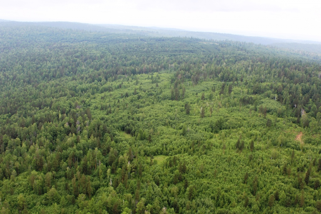 Режим чрезвычайной ситуации отменен на землях лесного фонда Иркутской области