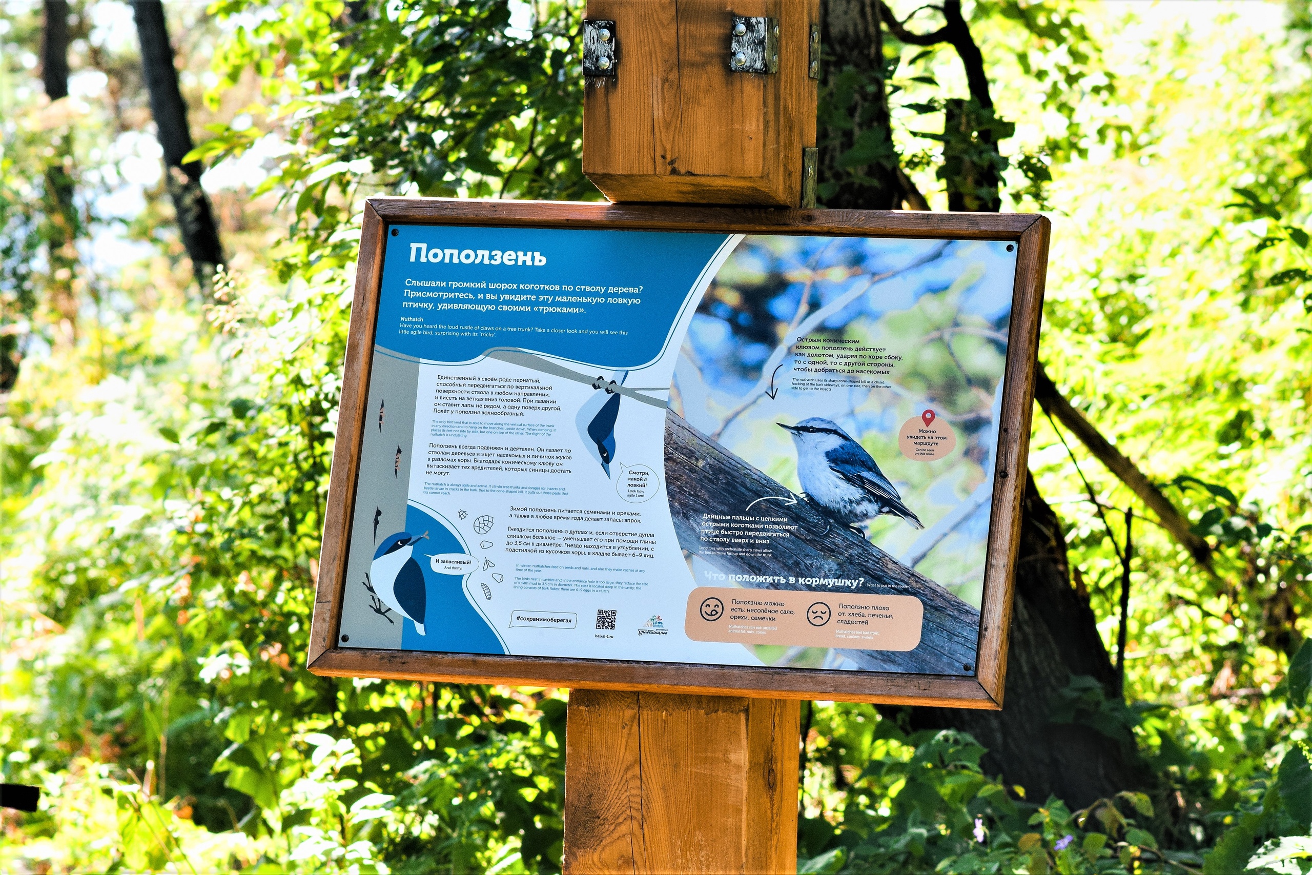 Бурундук, поползень и дятел появились на информационных стендах в Прибайкальском национальном парке